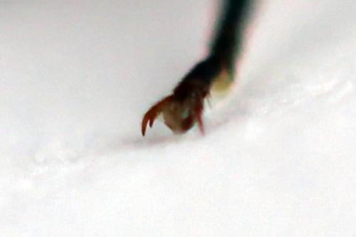 Réf. 261 914 : Tenthredopsis ornata