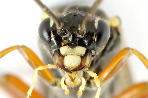 Réf. 261 915 : Tenthredopsis ornata