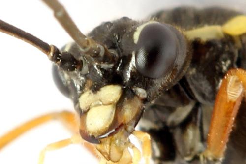 Réf. 261 916 : Tenthredopsis ornata