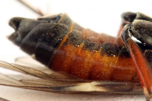 Réf. 261 917 : Tenthredopsis ornata