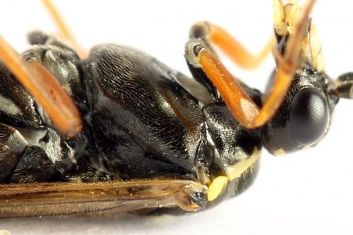Réf. 261 918 : Tenthredopsis ornata