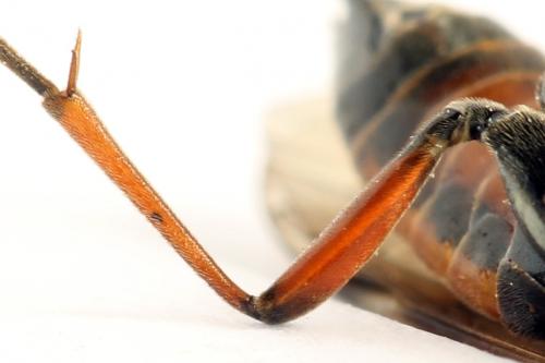 Réf. 261 919 : Tenthredopsis ornata