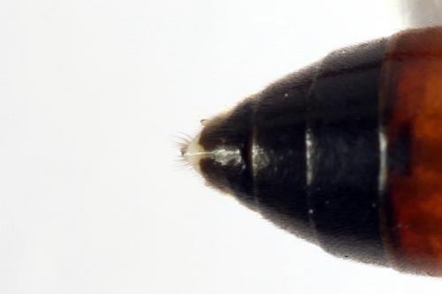 Tenthredopsis ornata