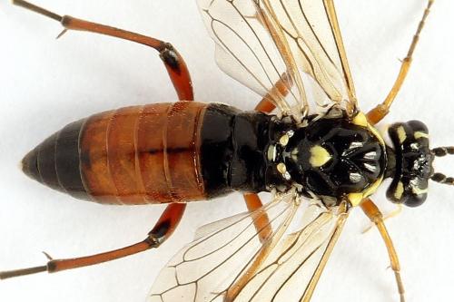 Réf. 261 925 : Tenthredopsis ornata