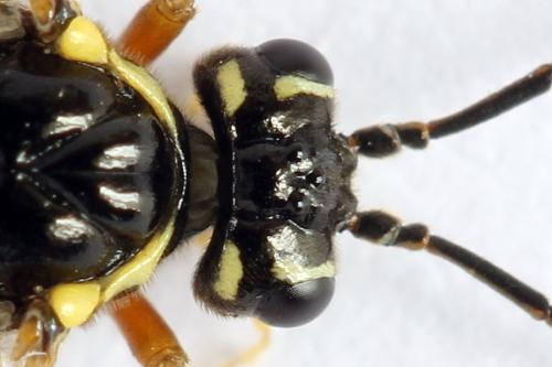 Réf. 261 926 : Tenthredopsis ornata