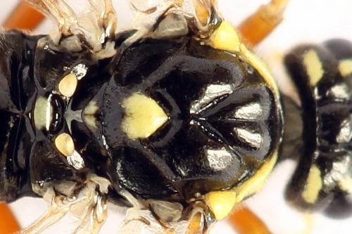 Réf. 261 927 : Tenthredopsis ornata