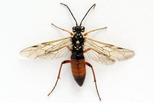 Réf. 261 928 : Tenthredopsis ornata
