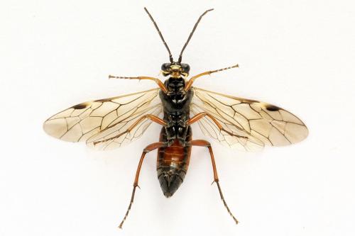 Réf. 261 929 : Tenthredopsis ornata