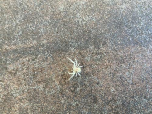 Heriaeus sp.