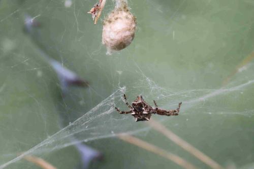 Cyrtophora citricola