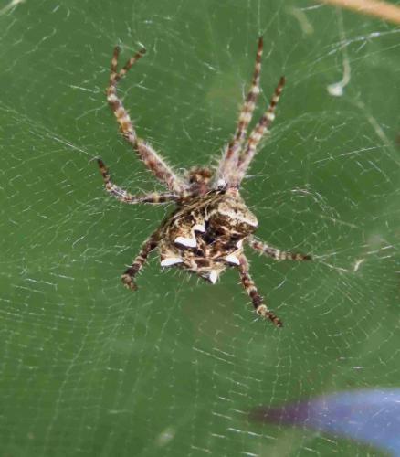 Cyrtophora citricola