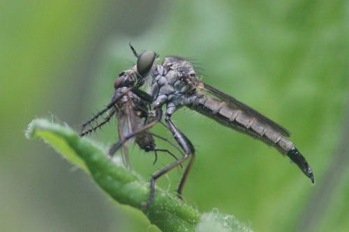 Réf. 261 072 : Cerdistus erythrurus
