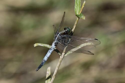 Réf. 261 152 : Orthetrum albistylum