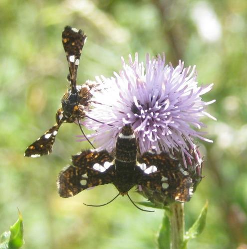 Réf. 261 356 : Thyris fenestrella