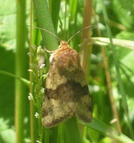 Réf. 261 355 : Heliothis viriplaca