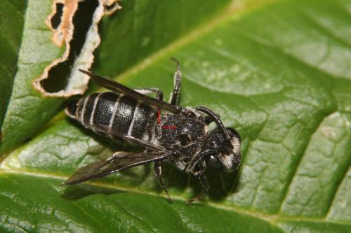 Réf. 261 635 : Aglaoapis tridentata