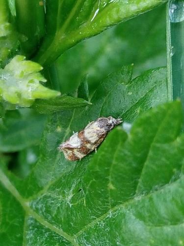Aethes tesserana