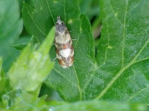 Aethes tesserana
