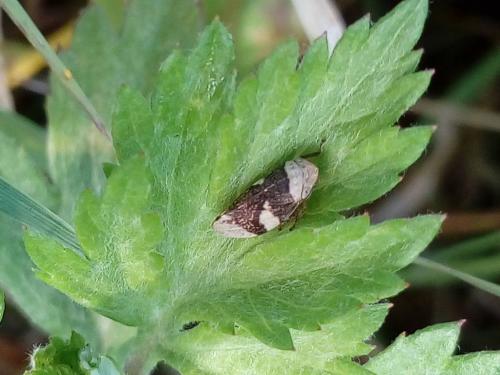 Philaenus spumarius