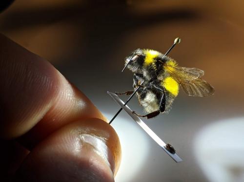 Bombus hortorum