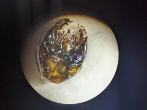 Réf. 261 246 : Bombus hortorum