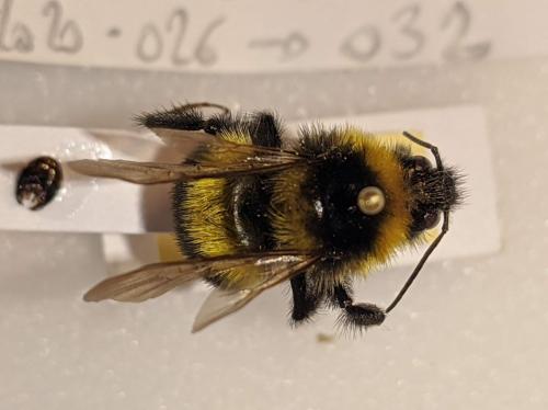 Bombus hortorum