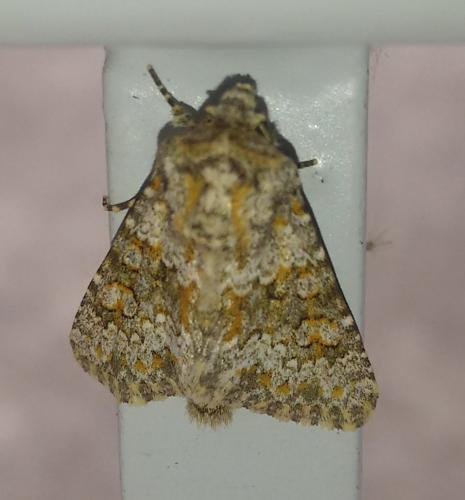 Réf. 261 653 : Hecatera dysodea