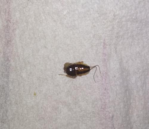 Blattella germanica