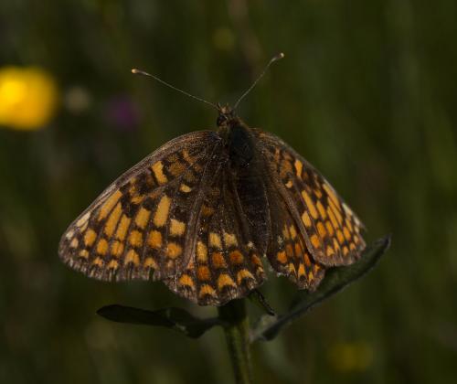 Melitaea phoebe