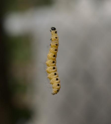 Yponomeuta sp.