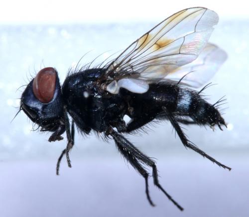 Sphenometopa eluta