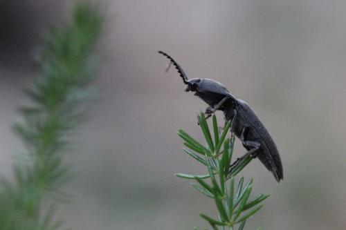 Melanotus tenebrosus