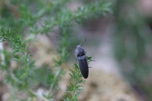 Melanotus tenebrosus