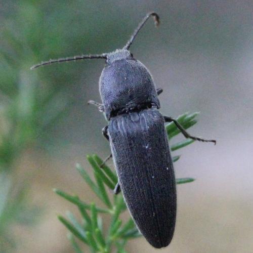Melanotus tenebrosus