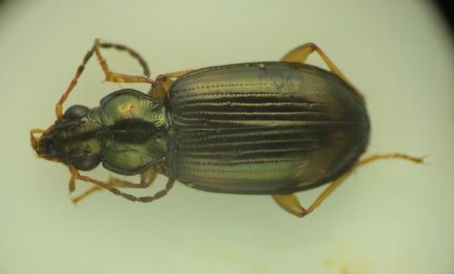 Réf. 261 369 : Bembidion tetracolum