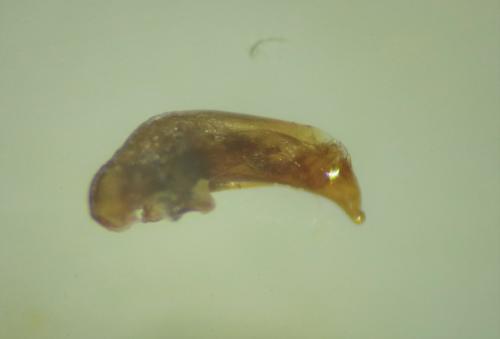 Bembidion tetracolum