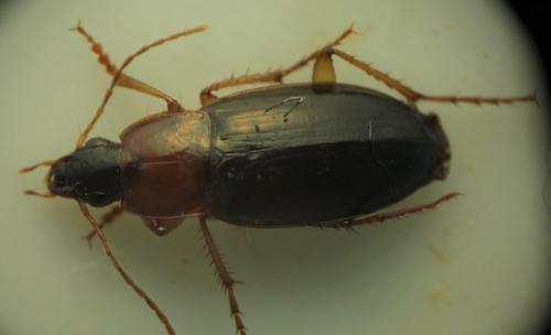 Calathus cinctus