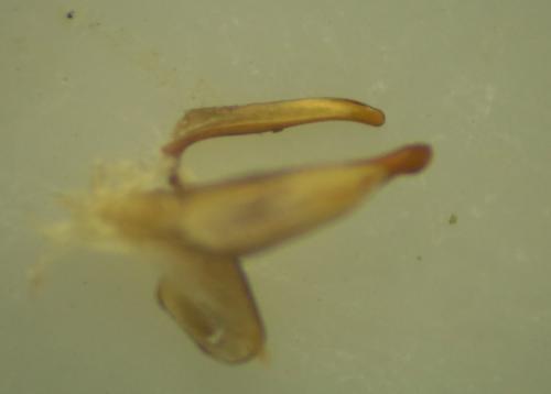 Réf. 261 839 : Calathus cinctus