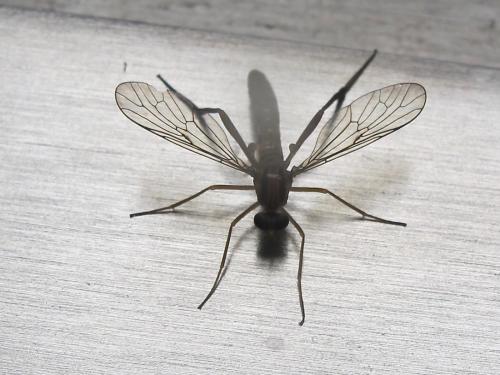 Réf. 261 025 : Vermileo vermileo