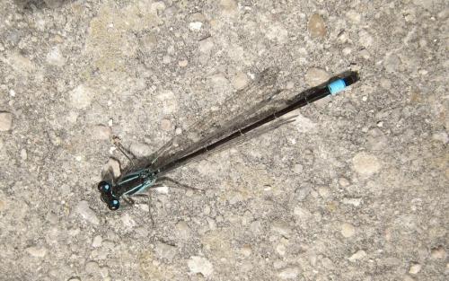 Ischnura elegans