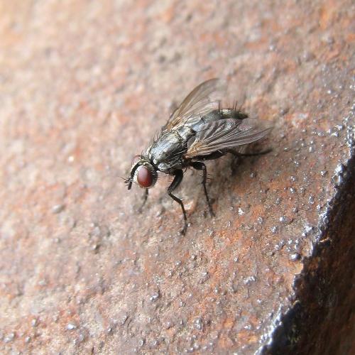 Stevenia sp.