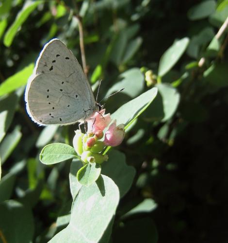 Réf. 261 335 : Celastrina argiolus