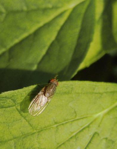 Réf. 261 452 : Minettia tabidiventris