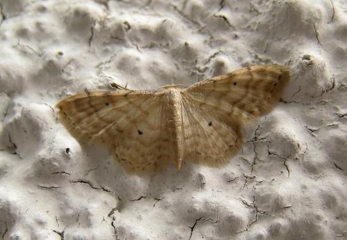 Réf. 261 451 : Idaea fuscovenosa