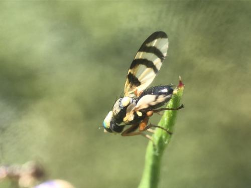 Réf. 261 808 : Urophora cuspidata