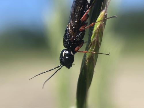 Xiphydria camelus