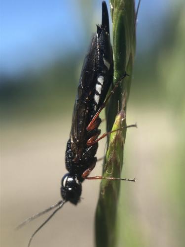 Xiphydria camelus