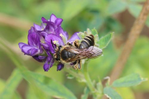 Andrena labialis