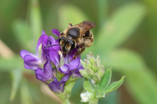 Andrena labialis