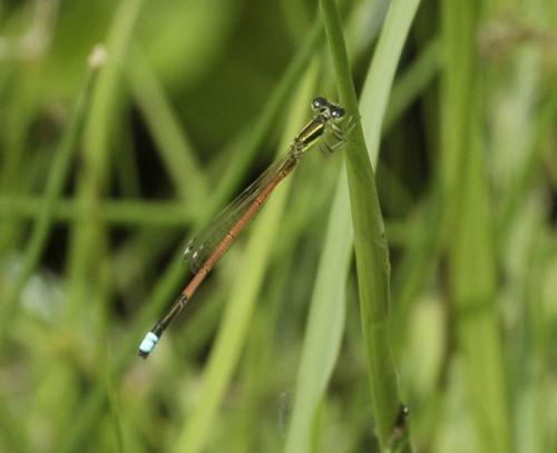 Réf. 261 103 : Ischnura aurora